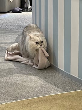 猫カフェモカ　イオンレイクタウン店に投稿された画像（2023/1/29）