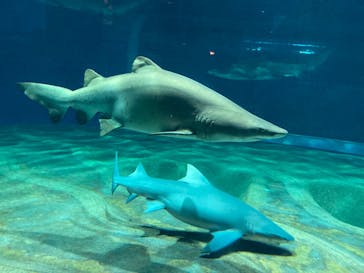アクアワールド茨城県大洗水族館に投稿された画像（2023/1/29）