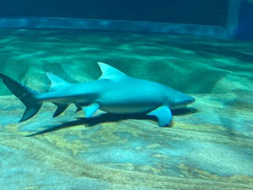 アクアワールド茨城県大洗水族館に投稿された画像（2023/1/29）