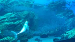 仙台うみの杜水族館に投稿された画像（2023/1/29）