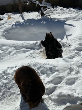 のぼりべつクマ牧場に投稿された画像（2023/1/29）