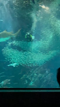 マリンワールド海の中道に投稿された画像（2023/1/29）