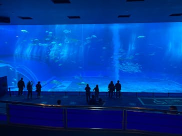 沖縄美ら海水族館に投稿された画像（2023/1/29）