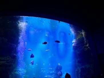 京都水族館に投稿された画像（2023/1/29）