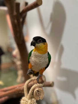 Moff animal cafe MARKIS 福岡ももち店に投稿された画像（2023/1/29）