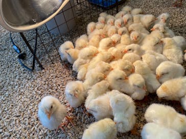 Moff animal cafe MARKIS 福岡ももち店に投稿された画像（2023/1/29）