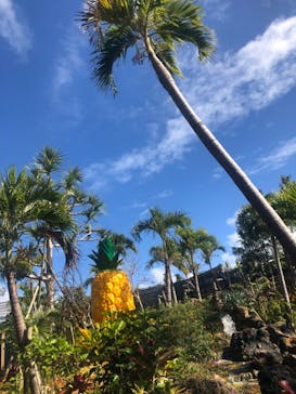 ナゴパイナップルパークに投稿された画像（2023/1/29）