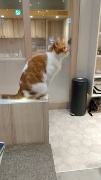 猫カフェモカ　イオンモール幕張新都心店に投稿された画像（2023/1/29）