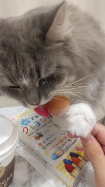 猫カフェモカ　イオンモール幕張新都心店に投稿された画像（2023/1/29）
