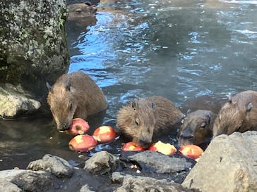 伊豆シャボテン動物公園に投稿された画像（2023/1/29）