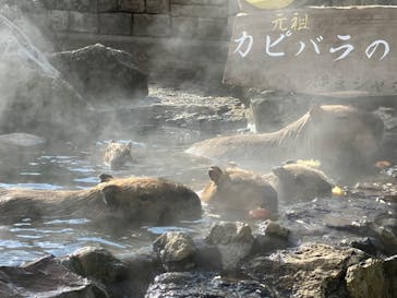 伊豆シャボテン動物公園に投稿された画像（2023/1/29）