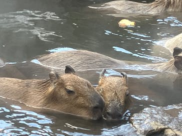 伊豆シャボテン動物公園に投稿された画像（2023/1/29）