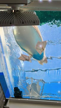 サンシャイン水族館に投稿された画像（2023/1/29）