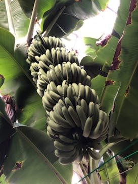 熱川バナナワニ園に投稿された画像（2023/1/29）