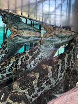 熱川バナナワニ園に投稿された画像（2023/1/29）