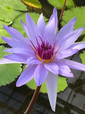 熱川バナナワニ園に投稿された画像（2023/1/29）