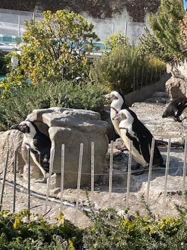 サンシャイン水族館に投稿された画像（2023/1/29）