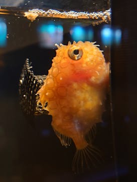 環境水族館アクアマリンふくしまに投稿された画像（2023/1/29）