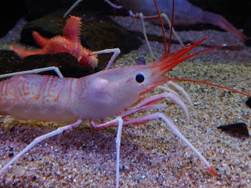 環境水族館アクアマリンふくしまに投稿された画像（2023/1/29）