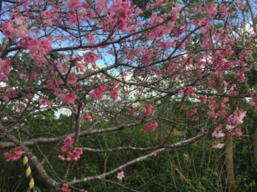 今帰仁城跡に投稿された画像（2023/1/29）