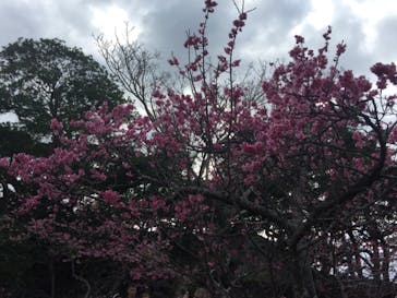 今帰仁城跡に投稿された画像（2023/1/29）