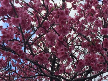 今帰仁城跡に投稿された画像（2023/1/29）