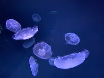 サンシャイン水族館に投稿された画像（2023/1/29）