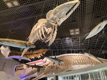 国立科学博物館に投稿された画像（2023/1/29）