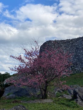 今帰仁城跡に投稿された画像（2023/1/29）