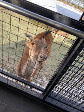 那須サファリパークに投稿された画像（2023/1/29）