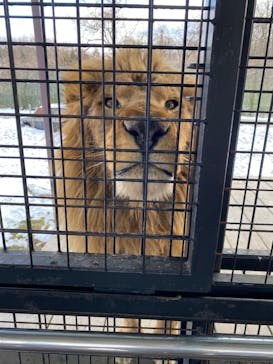 那須サファリパークに投稿された画像（2023/1/29）