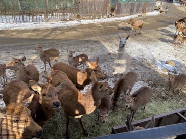 那須サファリパークに投稿された画像（2023/1/29）