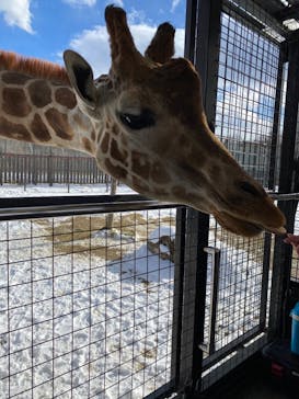 那須サファリパークに投稿された画像（2023/1/29）