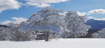 菅平高原スノーリゾートに投稿された画像（2023/1/29）