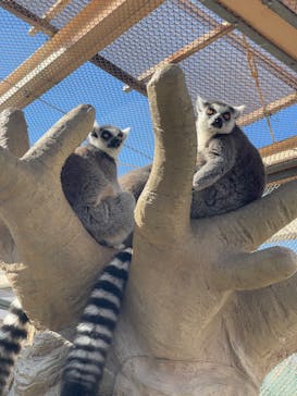 東武動物公園に投稿された画像（2023/1/29）