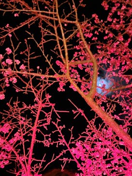 今帰仁城跡に投稿された画像（2023/1/29）