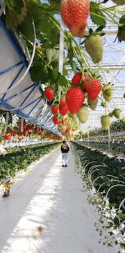 井上寅雄農園に投稿された画像（2023/1/29）