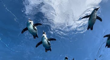 サンシャイン水族館に投稿された画像（2023/1/29）