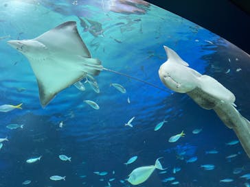 サンシャイン水族館に投稿された画像（2023/1/29）