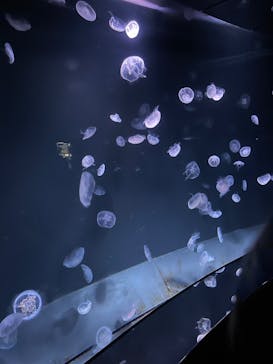 サンシャイン水族館に投稿された画像（2023/1/29）