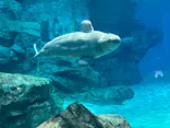 名古屋港水族館に投稿された画像（2023/1/29）