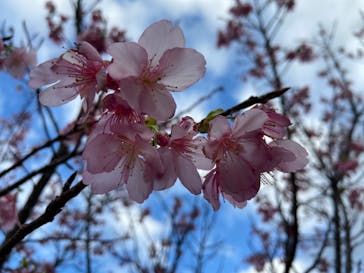 今帰仁城跡に投稿された画像（2023/1/29）