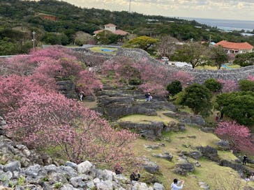 今帰仁城跡に投稿された画像（2023/1/29）