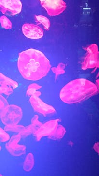 名古屋港水族館に投稿された画像（2023/1/29）