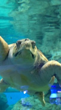 名古屋港水族館に投稿された画像（2023/1/29）