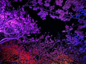 今帰仁城跡に投稿された画像（2023/1/29）