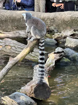 神戸どうぶつ王国に投稿された画像（2023/1/29）