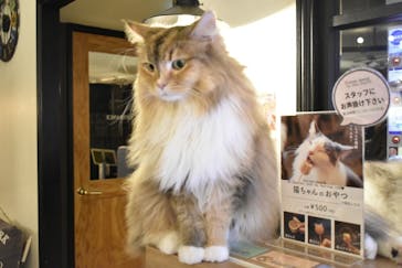 猫カフェモカ　池袋東口店に投稿された画像（2023/1/29）