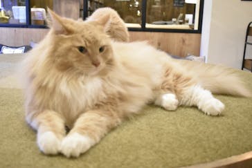 猫カフェモカ　池袋東口店に投稿された画像（2023/1/29）