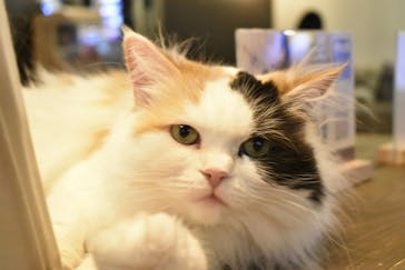 猫カフェモカ　池袋東口店に投稿された画像（2023/1/29）